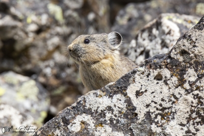 Pika Yellowstone NP May 2025